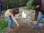 Colocação das sementes de cenoura na terra